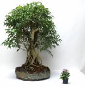 Tropical Bonsai